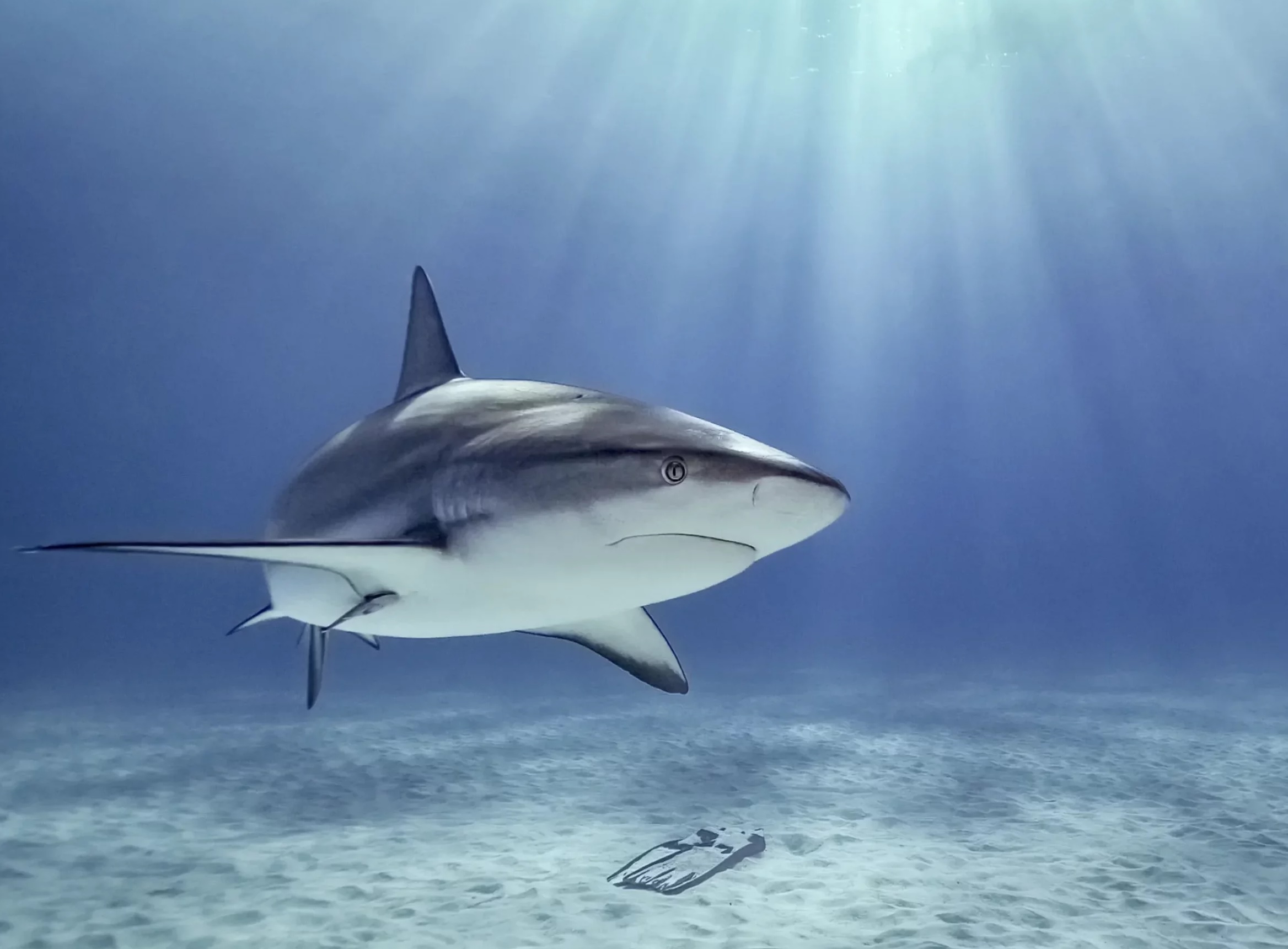 Photographie de requin dans le livre Sound of Silence