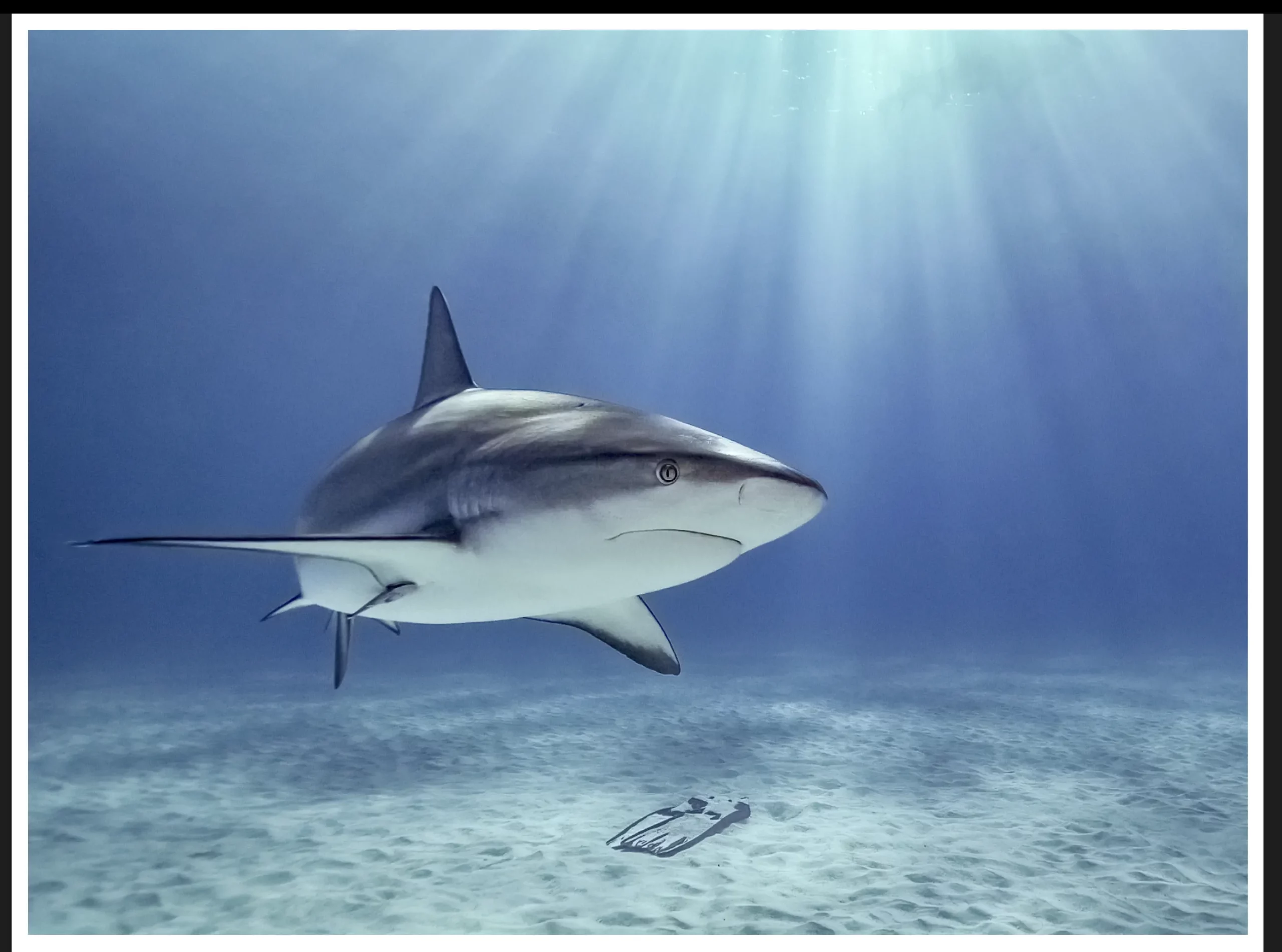 Photographie de requin dans le livre Sound of Silence